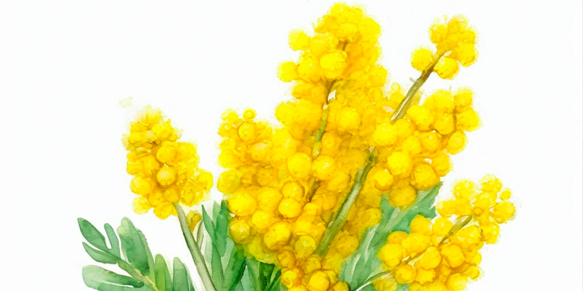 «Букет мимозы»